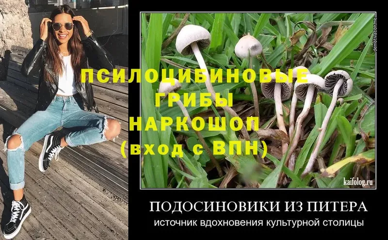 Галлюциногенные грибы Cubensis  где можно купить   Покачи 